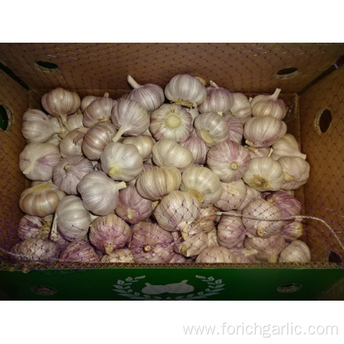 Fresh New Normal White Jinxiang Garlic